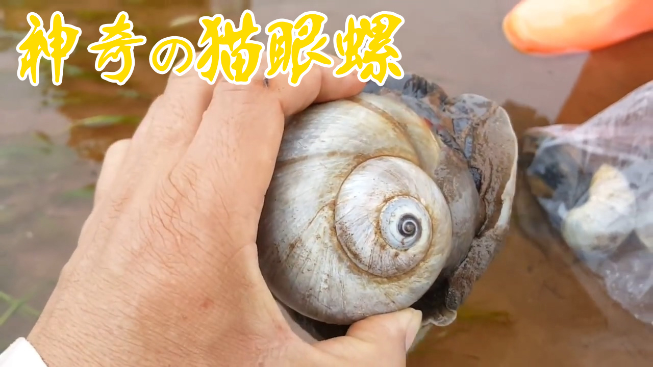 神奇的猫眼螺,看看大块螺肉如何迅速收缩!